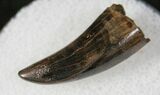 Baby Tyrannosaur Tooth - Hell Creek Formation #13393-3